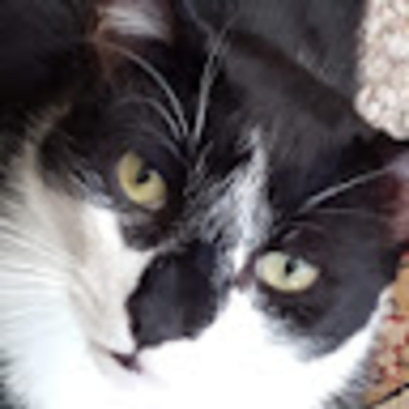 Meet your Posher, Vicky - Picture 1 of 1